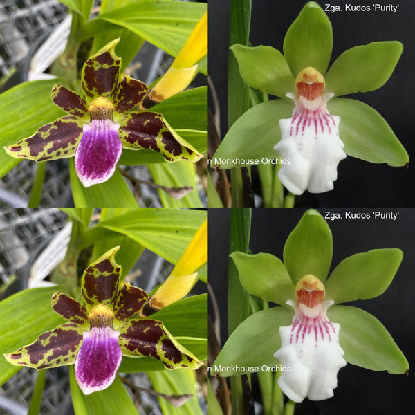Zygopetalum Orchid L314 (Hmwsa. Mighty Mouse 'Bouquet' x Zga. Kudos 'Purity')
