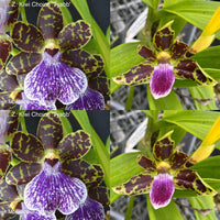 Zygopetalum Orchid L316 (Z. Kiwi Choice 'Tyabb' x Hmwsa. Mighty Mouse 'Bouquet')