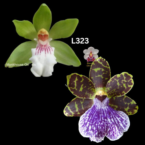 Zygopetalum Orchid L323 (Zga. Kudos 'Purity' x Z. Kiwi Choice 'Tyabb')