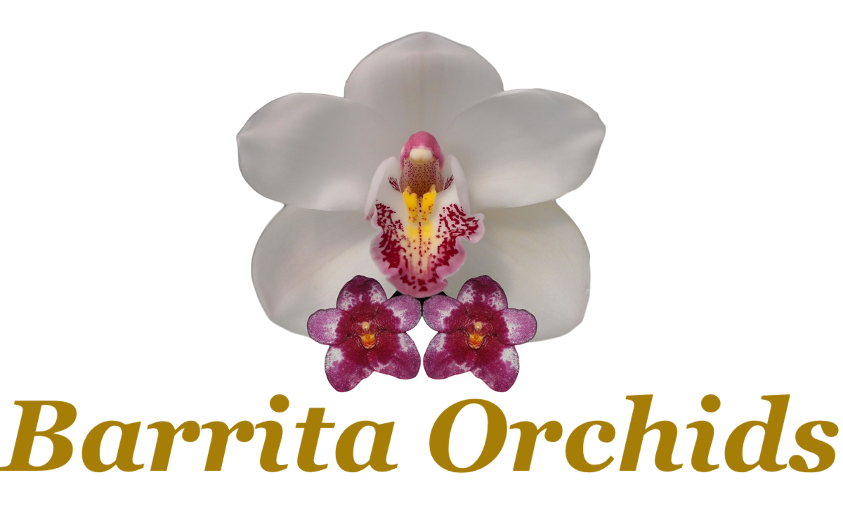 Barrita  Orchids