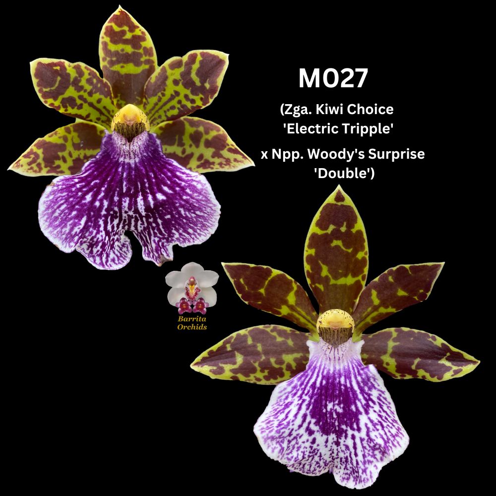 Zygopetalum Flask M027 (Zga. Kiwi Choice 'Electric Triple' x Npp. Wood