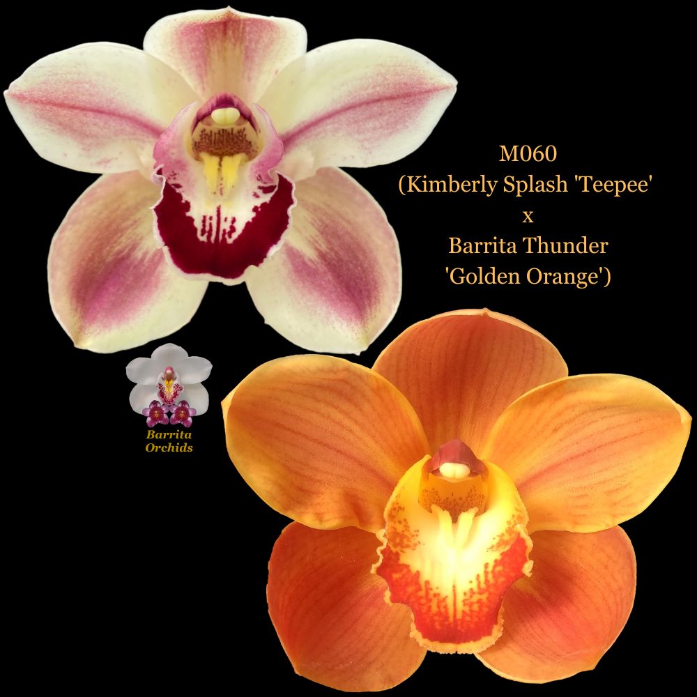 Cymbidium Seedling M060 (Kimberly Splash 'Teepee' x Barrita Thunder 'G ...
