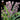 Cymbidium Orchid Clone tube MER3379 (pumilum x Kiata) 'Katelin'