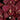 Cymbidium Orchid Clone tube MER3766 Pharlap 'Geryserland'