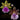 Zygopetalum Orchid SBON57 (Hmwsa. Meadow Quest 'Dash' x Npp. Woody's Surprise 'Lavendar')