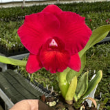 Cattleya Orchid Seedling SVO 10190 (Pot. Ramon De Los Santos '4 Red Balloons' x Slc. Circle of Life 'Red Halo' HCC/AOS)