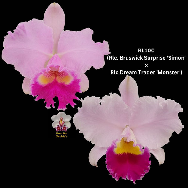 Cattleya Orchid Seedling RL100 (Rlc. Bruswick Surprise 'Simon' x Rlc Dream Trader 'Monster')