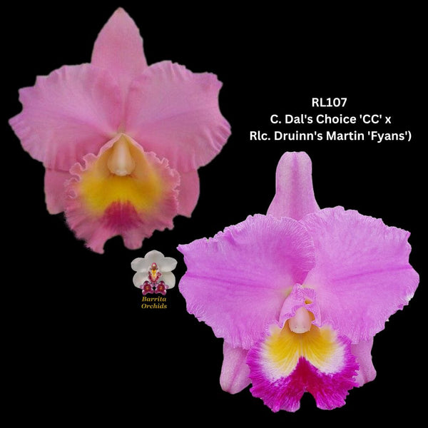 Cattleya Orchid Seedling  RL107 (C. Dal's Choice 'CC' x Rlc. Druinn's Martin 'Fyans')
