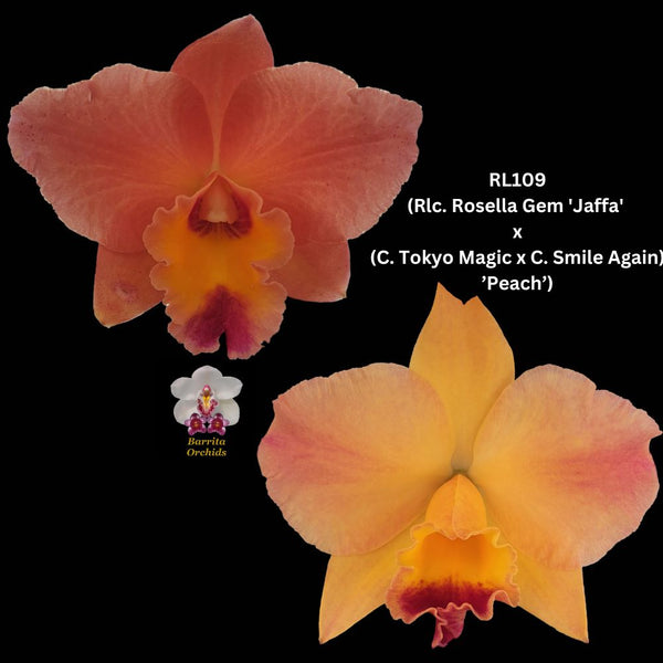 Cattleya Orchid Seedling RL109 (Rlc. Rosella Gem 'Jaffa' x (C. Tokyo Magic x C. Smile Again))