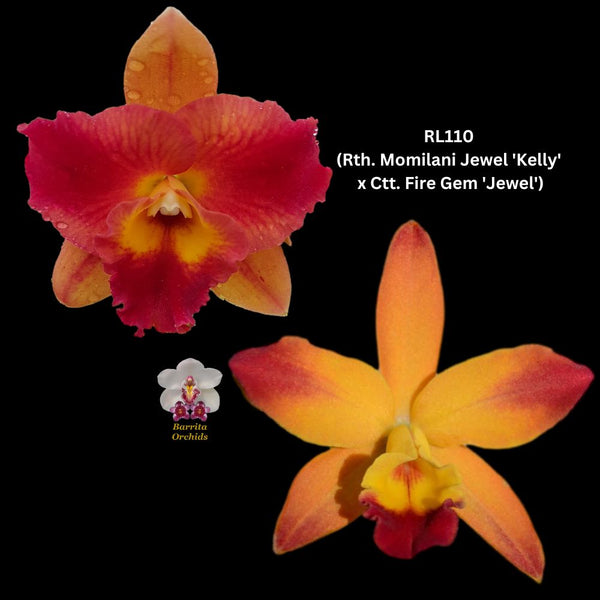 Cattleya Orchid Seedling RL110 (Rth. Momilani Jewel 'Kelly' x Ctt. Fire Gem 'Jewel')