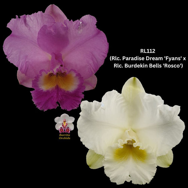 Cattleya Orchid Seedling RL112 (Rlc. Paradise Dream 'Fyans' x Rlc. Burdekin Bells 'Rosco')