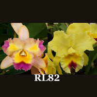 Cattleya Orchid Seedling  RL82 (Rth. Momilani Rainbow 'The Gypsy' x Rlc. Golden Zelle 'Lemon Chiffon’)