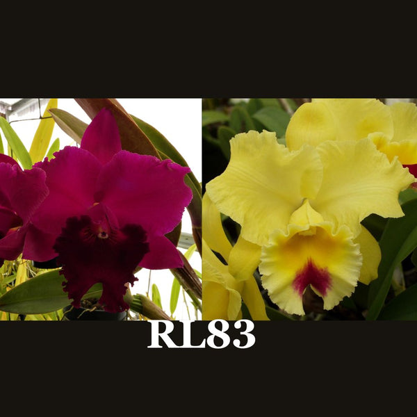 Cattleya Orchid Seedling  RL83 (Rlc. Burdekin Storm 'Midnight' x Rlc. Golden Zelle 'Lemon Chiffon')
