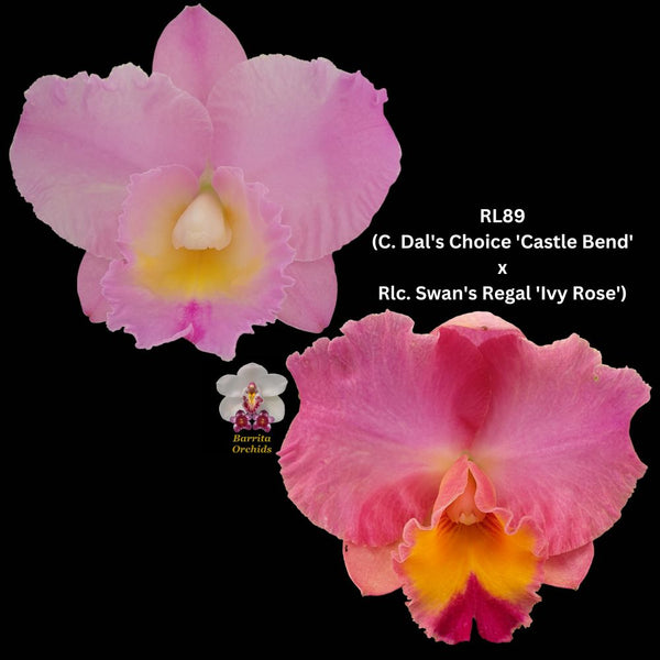 Cattleya Orchid Seedling  RL89 (C. Dal's Choice 'Castle Bend' x Rlc. Swan's Regal 'Ivy Rose')