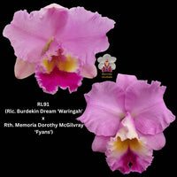 Cattleya Orchid Seedling  RL91 (Rlc. Burdekin Dream 'Waringah' x Rth. Memoria Dorothy McGilvray 'Fyans')