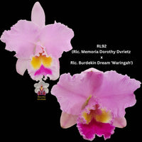 Cattleya Orchid Seedling  RL92 (Rlc. Memoria Dorothy Dvrietz x Rlc. Burdekin Dream 'Waringah')