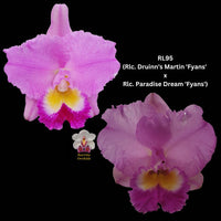 Cattleya Orchid Seedling  RL95 (Rlc. Druinn's Martin 'Fyans' x Rlc. Paradise Dream 'Fyans')