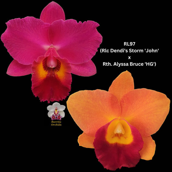Cattleya Orchid Seedling RL97 (Rlc Dendi's Storm 'John' x Rth. Alyssa Bruce 'HG')
