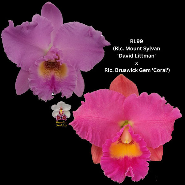 Cattleya Orchid Seedling RL99 (Rlc. Mount Sylvan 'David Littman' x Rlc. Bruswick Gem 'Coral')