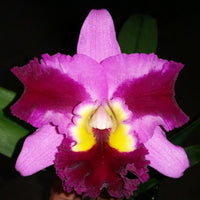 100mm Cattleya Orchid clone Rlc. Swan's Lolly 'Topaz Velvet'