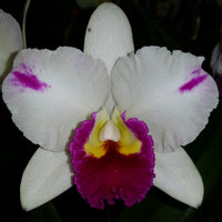 Cattleya Orchid clone 100mm Rth. Topaz Softly 'Flash'