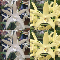 100mm Dendrobium Orchid Seedling. Den Samford Snow 'Danielle' AM/AOC x DunoKala 'Moon Yellow'
