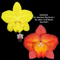 Cattleya Orchid Seedling SVO10275 (Sc. Beaufort 'Big Circle' x Slc. Mem. Trudi Marsh 'Sun Flare’)