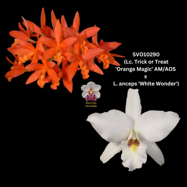 Cattleya Orchid Seedling SVO10290 (Lc. Trick or Treat 'Orange Magic' AM/AOS x L. anceps 'White Wonder')