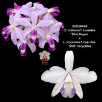 Cattleya Orchid Seedling SVO10434t (C. violacea f. coerulea 'Blue Bayou' x L. sincorana f. coerulea 'SVO')