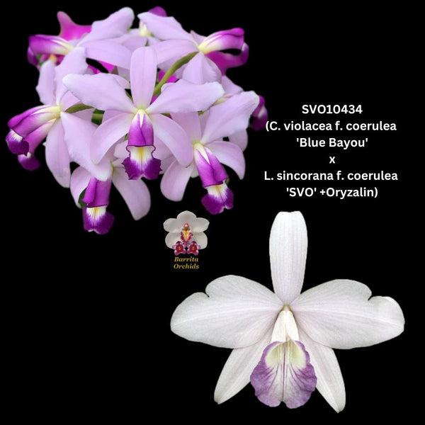 Cattleya Orchid Seedling SVO10434t (C. violacea f. coerulea 'Blue Bayou' x L. sincorana f. coerulea 'SVO')