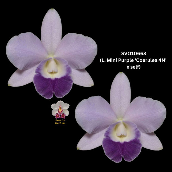 Cattleya Orchid Seedling SVO10663 (Lc. Mini Purple 'Coerulea 4n' x self)