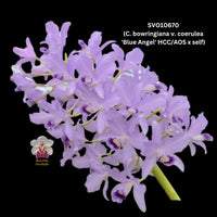 Cattleya Orchid Species SVO10670t (C. bowringiana v. coerulea 'Blue Angel' HCC/AOS  x self)