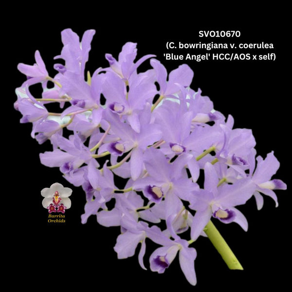 Cattleya Orchid Species SVO10670t (C. bowringiana v. coerulea 'Blue Angel' HCC/AOS  x self)