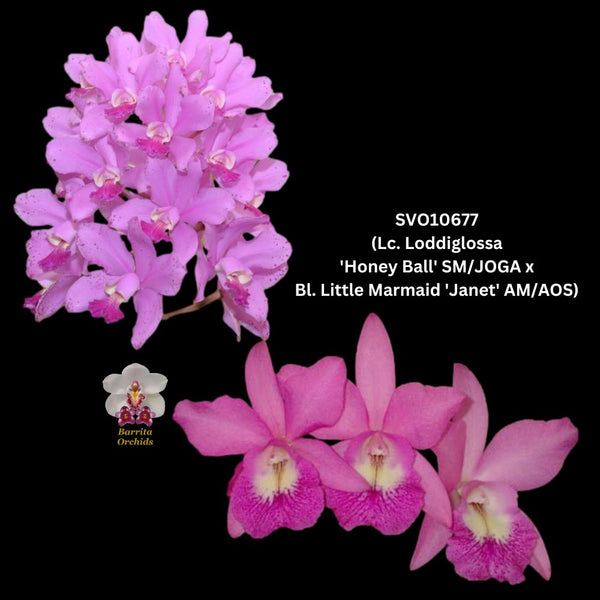 Cattleya Orchid Hybrid SVO10677 (C. Loddiglossa 'Honey Ball' SM/JOGA x Bc. Little Mermaid 'Janet' AM/AOS)