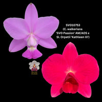 Cattleya Orchid Hybrid SVO10753 (C. walkeriana 'SVO Passion' AM/AOS x Sl. Orpetii 'Kathleen III')