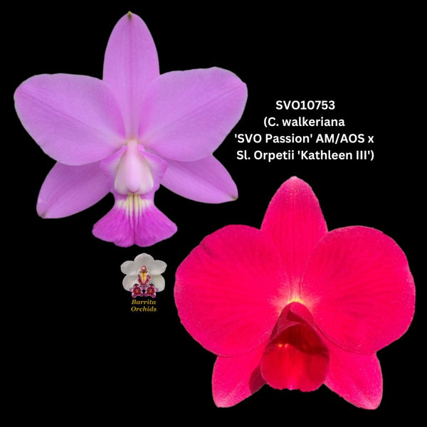 Cattleya Orchid Hybrid SVO10753 (C. walkeriana 'SVO Passion' AM/AOS x Sl. Orpetii 'Kathleen III')