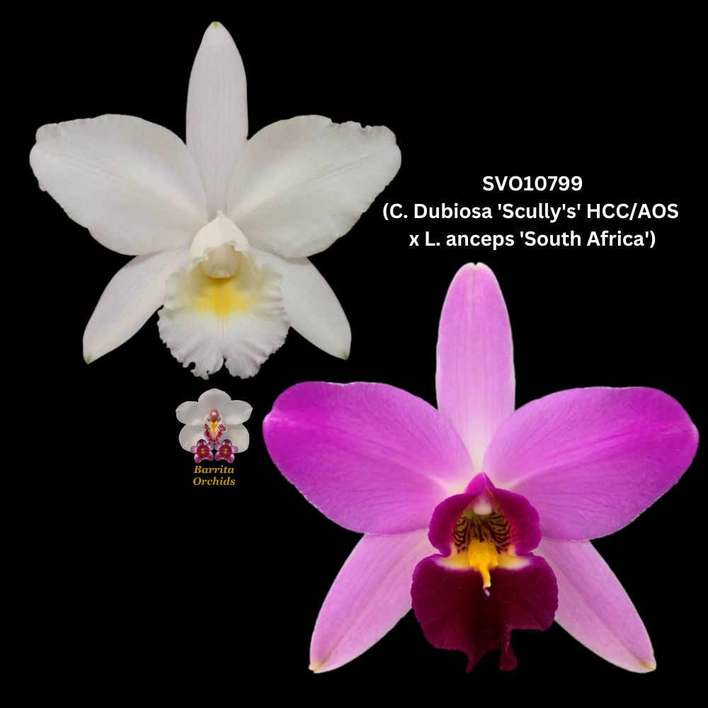 Cattleya Orchid Hybrid SVO10799 (C. Dubiosa 'Scully's' HCC/AOS x L. an Barrita Orchids