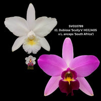 Cattleya Orchid Hybrid SVO10799 (C. Dubiosa 'Scully's' HCC/AOS x L. anceps 'South Africa')