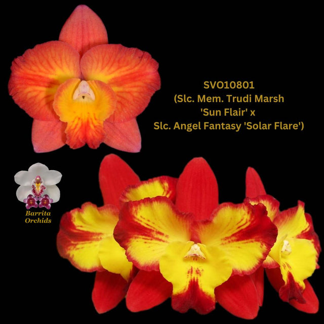 Cattleya Orchid Hybrid Svo10801 (slc. Mem. Trudi Marsh 'sun Flair' X S 