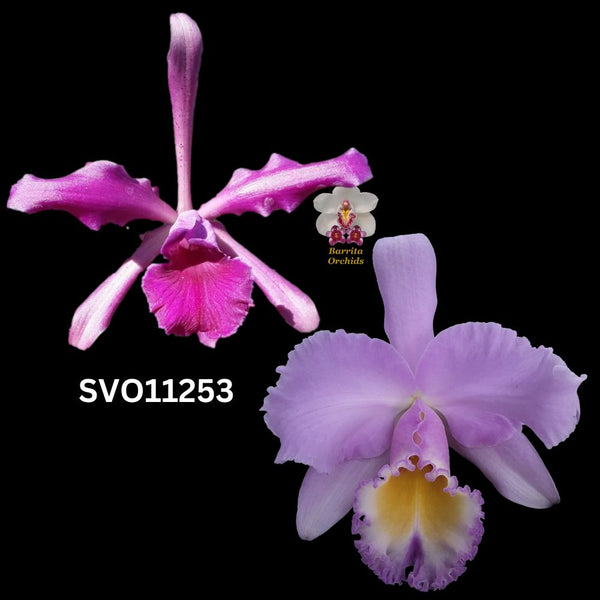Cattleya Flask SVO11253 (Lc. Elegans var. sanguinea x Blc. Marcella Koss 'Pink Markel' AM/AOS)