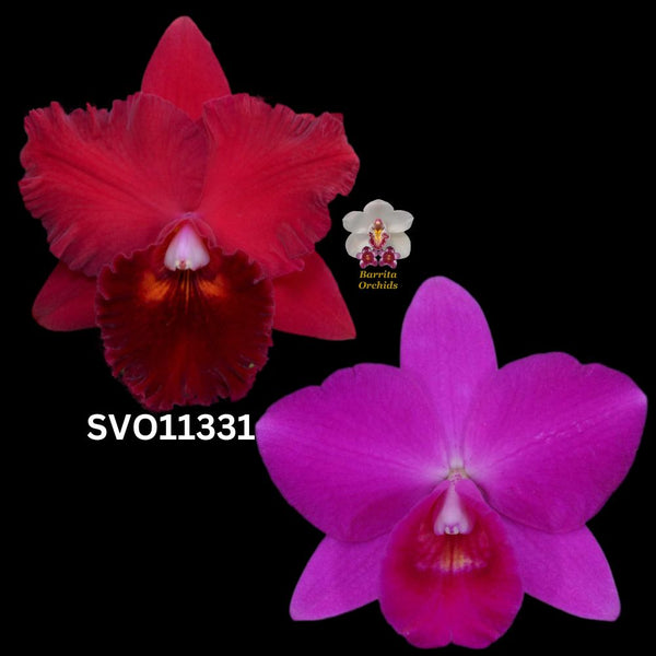 Cattleya Flask SVO11331 (Pot. Oconee Circle 'SVO' x Slc. Purple Doll 'Midnight Velvet' AM/AOS)
