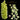 DEPOSIT for imported Catasetum flask of SVO11703 (Ctsm. cirrhaeoides 'Green-Yellow' x Ctsm. albo-virens 'SVO')