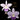 Cattleya Orchid Hybrid SVO12100 (Lc. Love Knot 'Blue' AM/AOS x Lc. Mini Purple 'H&R coerulea 4n')