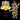 DEPOSIT for imported Catasetum flask of SVO13046 (Ctsm. Double Tiger 'Xtra full & flat' x Ctsm. Dentigrianum 'SVO Excellence')