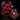 DEPOSIT for imported Catasetum flask of SVO13076 (Mo. Painted Desert 'SVO' HCC/AOS x Ctsm. Orchidglade 'Jack of Diamonds' AM/AOS 4N)