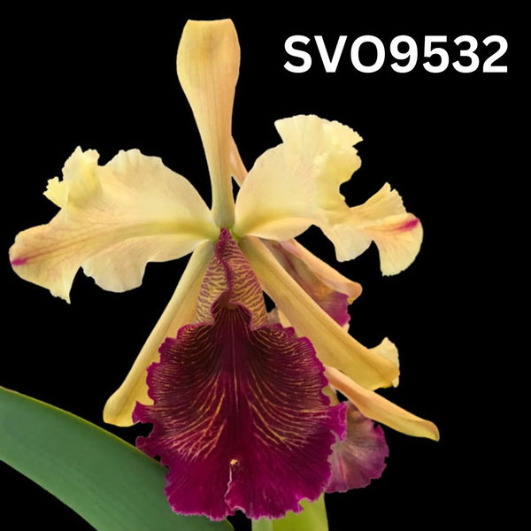 Cattleya Orchid Species Seedling (C. dowiana 'Midas Touch' AM/AOS x self)