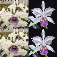 100mm Cattleya Orchid Seedling SVO 9634 (L. purpurata f. werkhauseri striata 'Diamond Orchids' x C. warscewiczii f. coerulea 'Erik Steven')