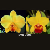 100mm Cattleya Orchid Seedling  SVO9695 (Pot. Pure Love 'SVO Yellow Circle' HCC/AOS x Pot. Little Toshie 'Gold Country' AM/AOS)