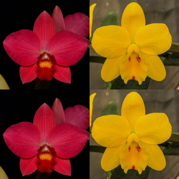 100mm Cattleya Orchid Seedling (Pot. Virginia Dickey 'Diamond Orchids' AM/AOS x Sc. Beauford 'Hartford's Elwood' AM/AOS)