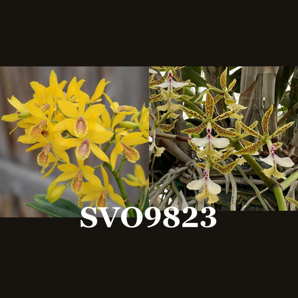 Cattleya Orchid Seedling SVO9823 (Epc. Kyoguchi 'M. Sauno '4N' x E. stamfordianum 'Michael's Gift')